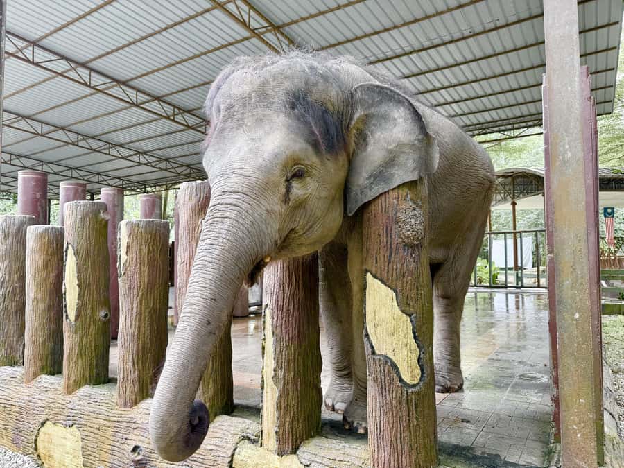 From Kuala Lumpur: Kuala Gandah Elephant Sanctuary Day Trip - What the schedule means for your day