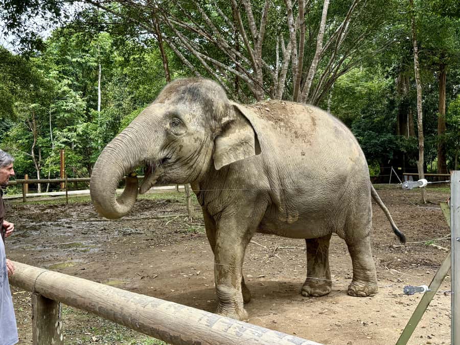 From Kuala Lumpur: Kuala Gandah Elephant Sanctuary Day Trip - Who will get the most from this trip