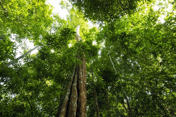 From Kuala Lumpur Taman Negara Day Trip With Lunch - Lunch, comfort, and the value of $178