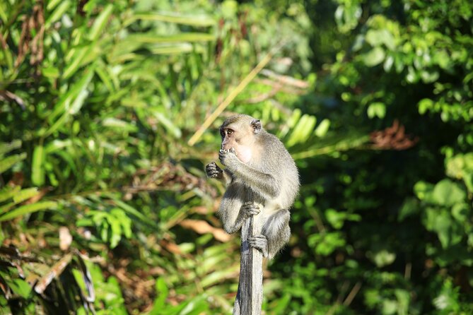Full Day Bongawan River Cruise with Proboscis Monkey Sightseeing - High tea before the first river ride