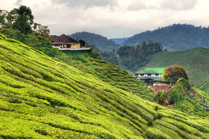 Full-day Cameron Highlands Day Trip from Kuala Lumpur - The long road and the comfort of a small group