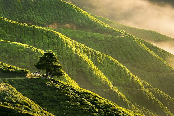 Full-day Cameron Highlands Day Trip from Kuala Lumpur - Cameron Valley Tea is the main event
