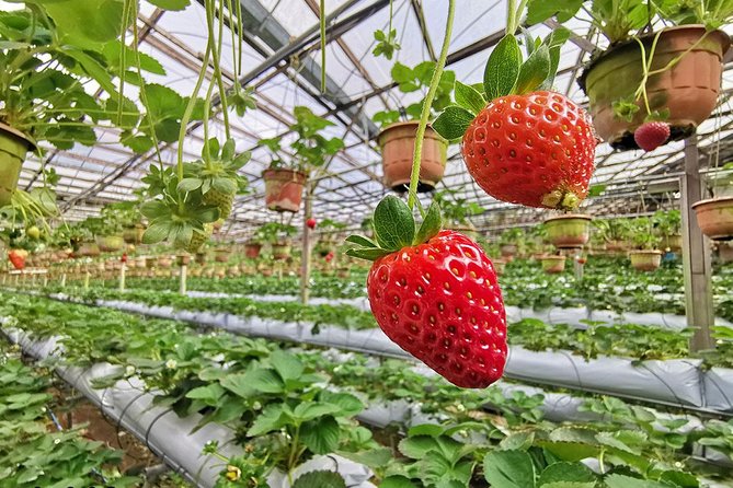 Full-day Cameron Highlands Day Trip from Kuala Lumpur - The bee farm and butterfly garden offer variety, not depth