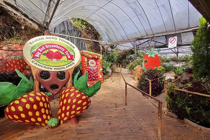 Full-day Cameron Highlands Day Trip from Kuala Lumpur - Kea Farm Market is the best place for local produce