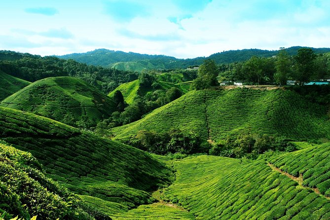 Full Day Cameron Highlands Nature Tour - Kea Farm Market, the day’s best local stop