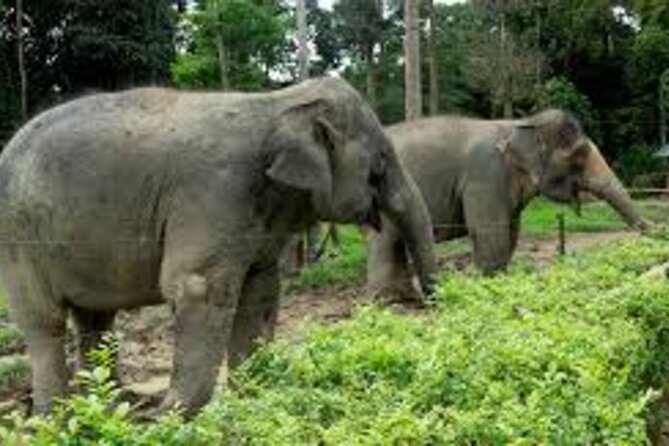 Full Day Elephant Sanctuary Tour with lunch Local food - Key points to know before booking