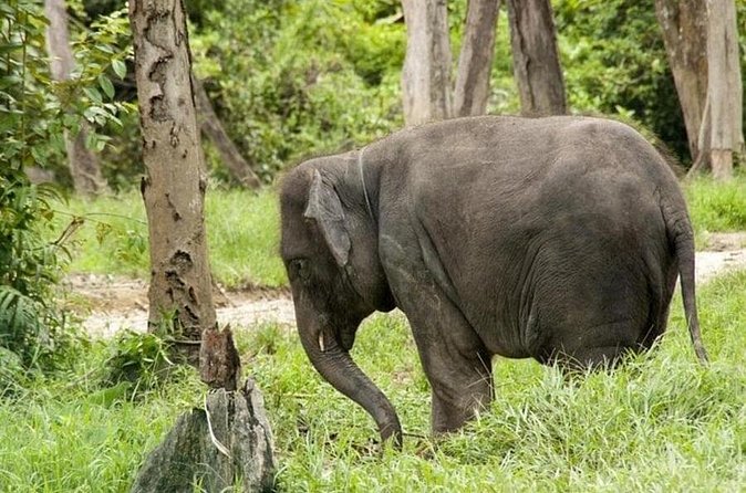 Full Day Elephant Sanctuary Tour with lunch Local food - The road from Kuala Lumpur to Kuala Gandah