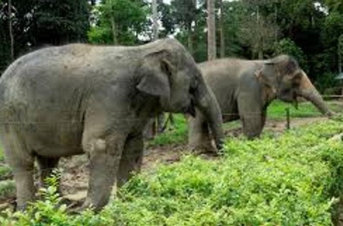 Full Day Elephant Sanctuary Tour with lunch Local food - Getting close to elephants at Kuala Gandah