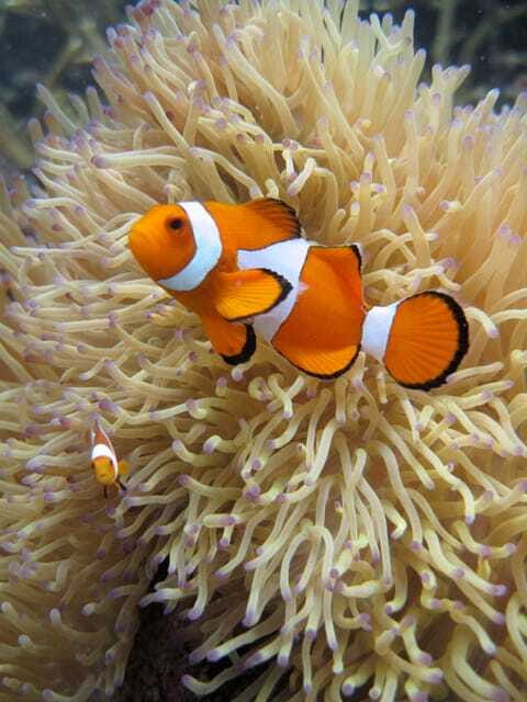 Full-Day Guided Snorkeling Tour from Kota Kinabalu - Key points to know before booking