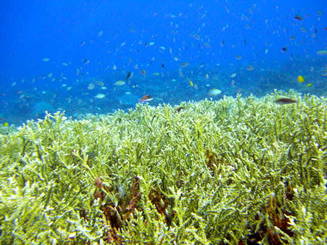 Full-Day Guided Snorkeling Tour from Kota Kinabalu - Setting out from Kota Kinabalu at 8:45 AM