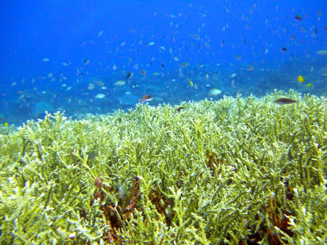Full-Day Guided Snorkeling Tour from Kota Kinabalu - What to bring and how to prepare