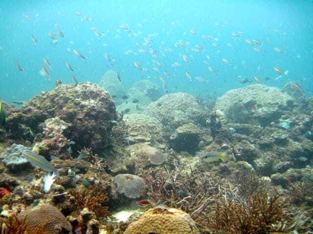 Full-Day Guided Snorkeling Tour from Kota Kinabalu - Who will enjoy this Kota Kinabalu snorkeling tour?