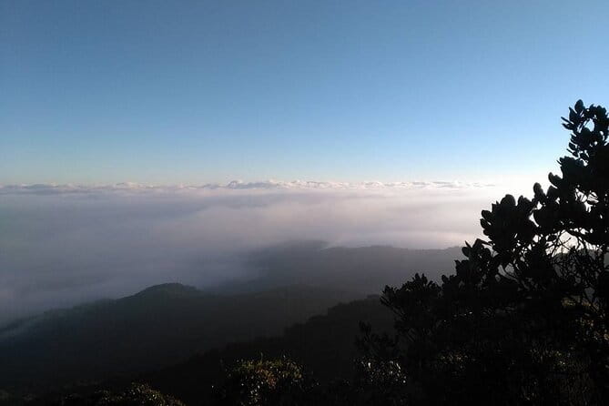 Full Day Mossy Forest Experience - A full day from mountain forest to tea fields