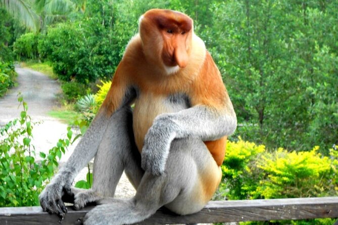 Full Day Orang Utan Sepilok, Proboscis Monkey, Sunbear, RDC - Sepilok Orangutan Rehabilitation Centre: start with the stars
