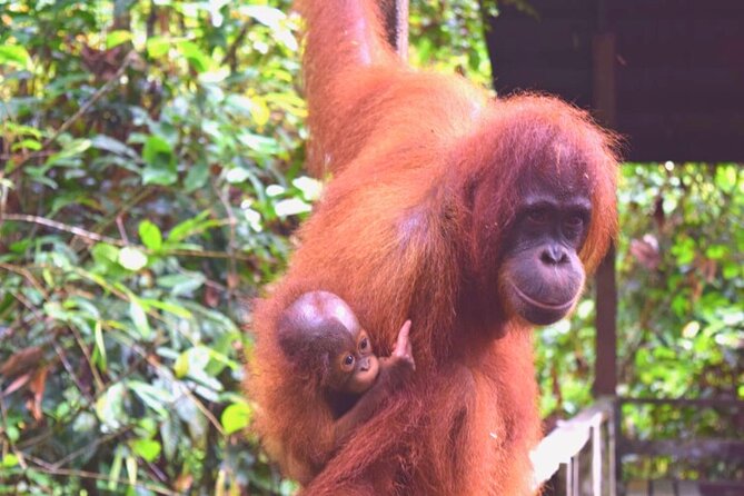 Full Day Orang Utan Sepilok, Proboscis Monkey, Sunbear, RDC - Is $210 a fair price?