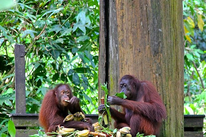 Full-Day Sepilok Orangutan and Proboscis Monkey from Sandakan or Kota Kinabalu - A Long Day Made Easier by Included Transport