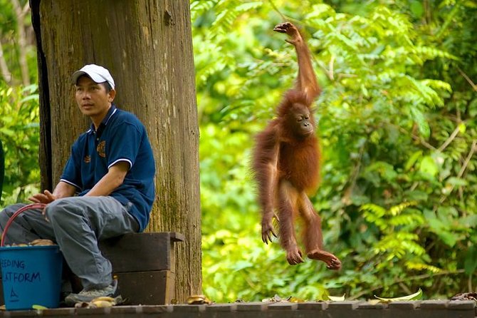 Full-Day Sepilok Orangutan and Proboscis Monkey from Sandakan or Kota Kinabalu - Who Will Get the Most From This Day?