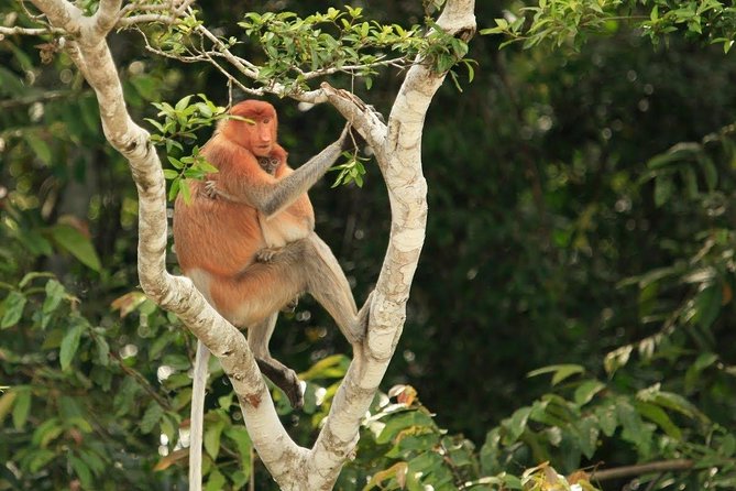Full-Day Sepilok Orangutan and Proboscis Monkey from Sandakan or Kota Kinabalu - Cancellation and Booking Details to Keep in Mind
