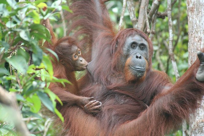 Full-Day Sepilok Orangutan and Proboscis Monkey from Sandakan or Kota Kinabalu - Sepilok and the Work Behind Orangutan Rehabilitation
