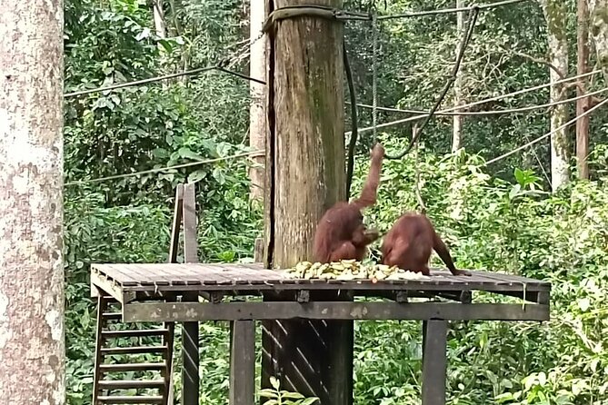 Full-Day Sepilok Orangutan and Sandakan City Trail from Kota Kinabalu - What the $131 price really covers