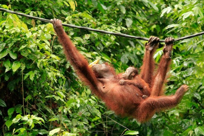 Full-Day Sepilok Orangutan and Sandakan City Trail from Kota Kinabalu - The early pickup is the main practical warning