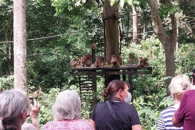 Full-Day Sepilok Orangutan and Sandakan City Trail from Kota Kinabalu - Feeding time with orangutans and macaques