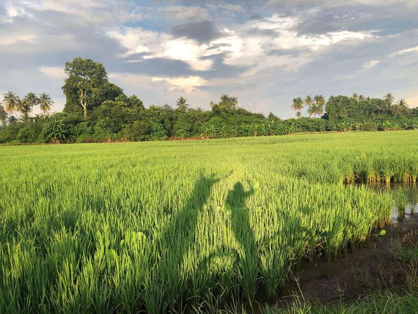 George Town: Balik Pulau Countryside Morning Cycling Tour - Key points to know before you book