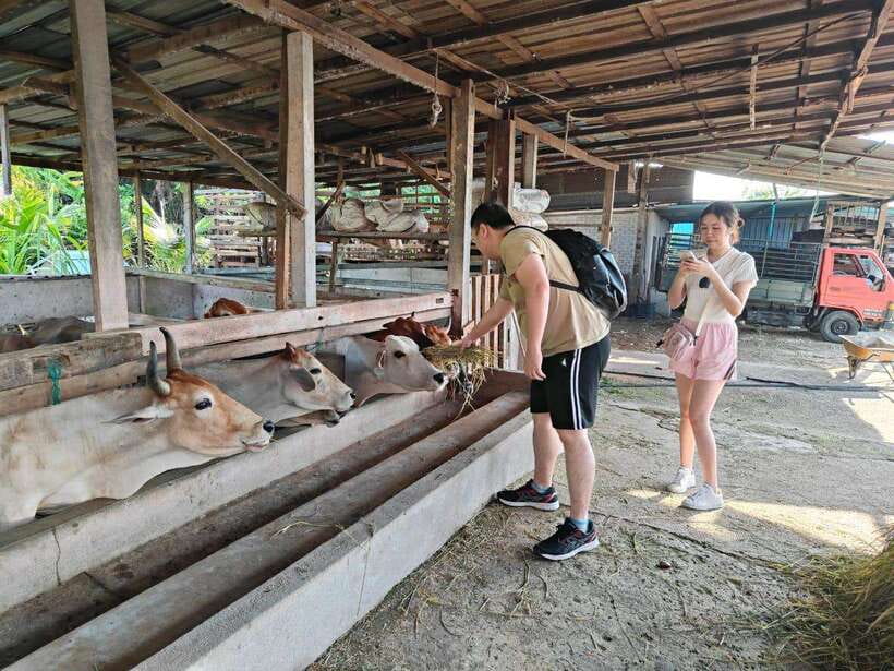George Town: Balik Pulau Countryside Morning Cycling Tour - Farms, produce, animals, and the smell of the countryside