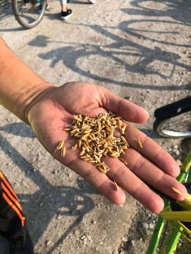George Town: Balik Pulau Countryside Morning Cycling Tour - The early pickup and winding ride to Balik Pulau