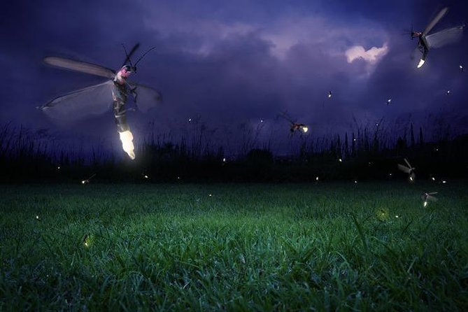 Glowing Kuala Selangor Firefly Tour - Bukit Melawati and its friendly monkeys