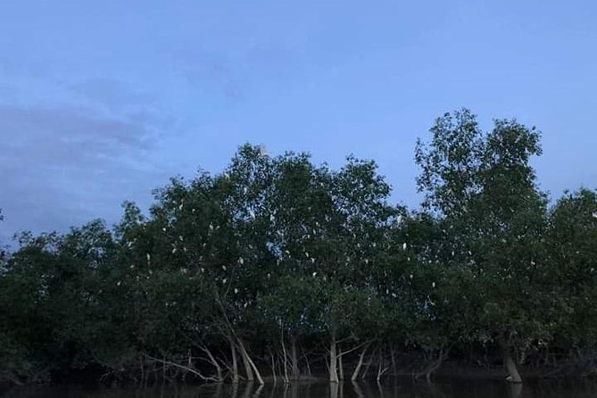 Glowing Kuala Selangor Firefly Tour - Time near the fishing village
