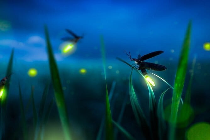 Group Tour: Kuala Selangor Firefly Blinking's including Dinner - The shared boat ride on the Selangor River