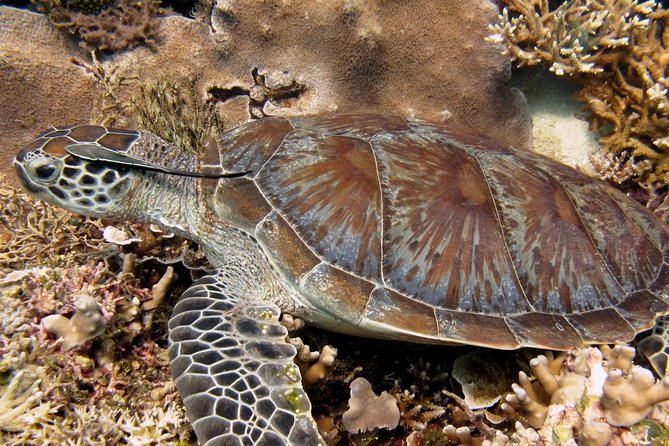 Guided Snorkeling Day Trip, Kota Kinabalu, Sabah, Malaysia - What you may see beneath the surface