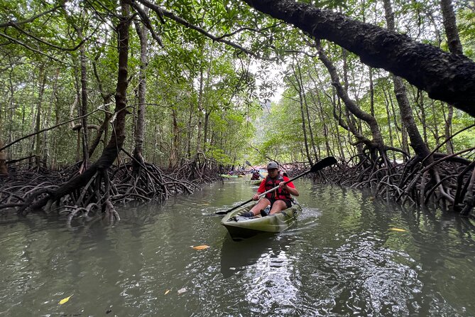 Half-Day Mangrove Kayaking in Langkawi - Why paddle through Langkawi’s Kilim mangroves