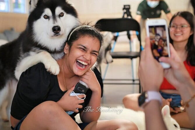 Huskitory Connecting People and Dogs - Meeting the Huskies at The Huskitory