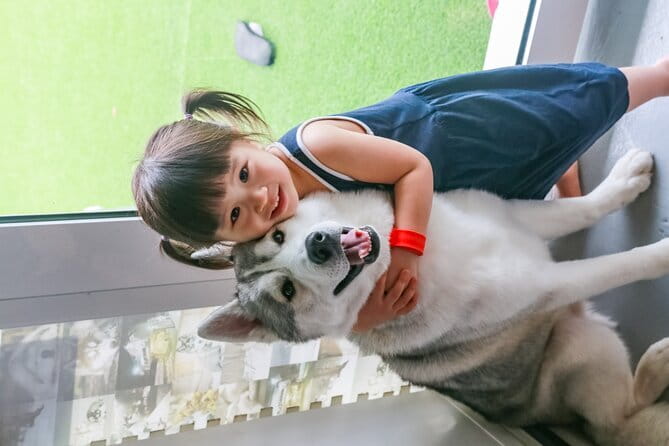 Huskitory Connecting People and Dogs - Photos, treats, and what is included