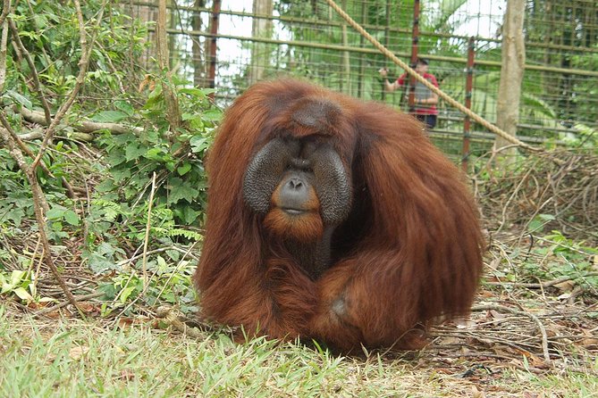 Ipoh Heritage & Orang Utan Island Day Tour from Kuala Lumpur - The Ipoh Heritage Walk in only 30 minutes