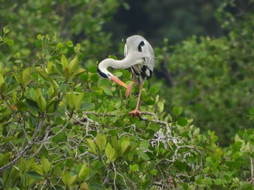 Johor: Sungai Lebam Kayaking with Transfer - Watching for ducks, herons, kingfishers, and otters