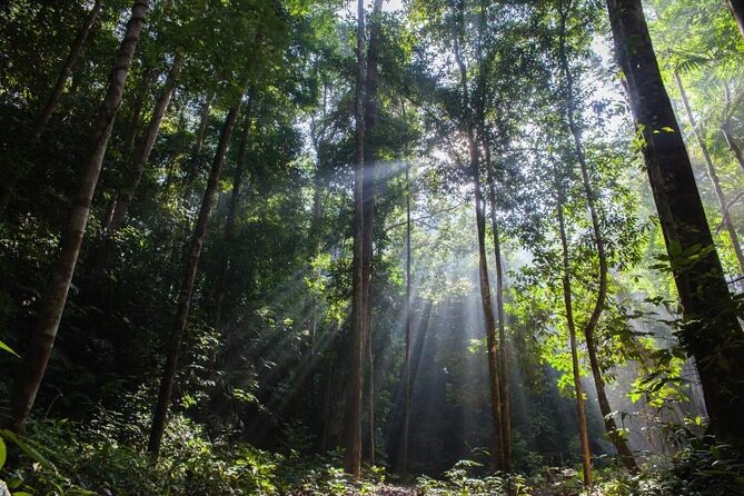 Jungle Odyssey: Unleash Your Adventure in Taman Negara! - Entering a 130-million-year-old rainforest
