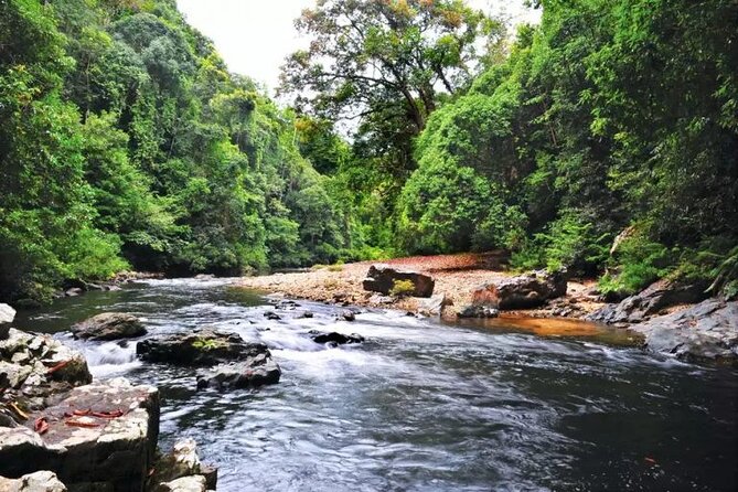 Jungle Odyssey: Unleash Your Adventure in Taman Negara! - The canopy walkway is currently closed