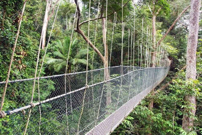 Jungle Odyssey: Unleash Your Adventure in Taman Negara! - Fitness, weather, and what to bring