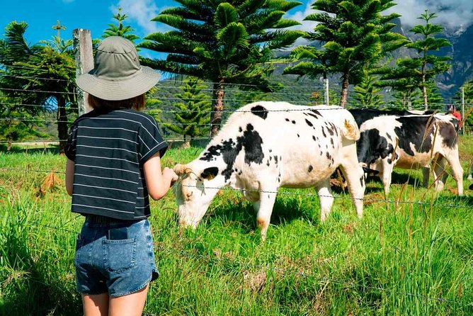 Kinabalu Park With Rumah Terbalik & Desa Cow Farm - Desa Dairy Farm adds a family-friendly finish