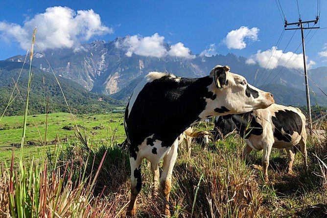 Kinabalu Park With Rumah Terbalik & Desa Cow Farm - The guide and vehicle can shape the day