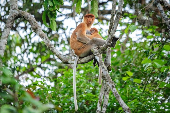 Kinabatangan River Cruise from Sandakan - Leaving Sandakan at noon