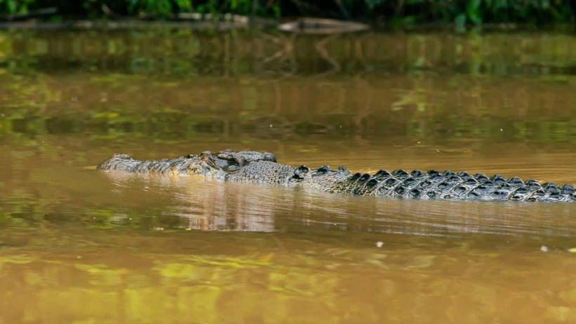 Kinabatangan River Trip from Sandakan with Lunch Included - What the Kinabatangan boat cruise is really like