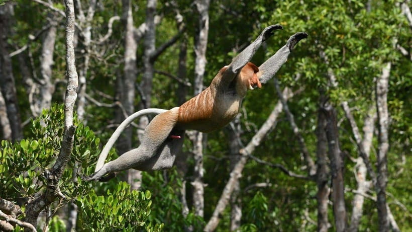 Kinabatangan River Trip from Sandakan with Lunch Included - Private groups and the right type of visitor