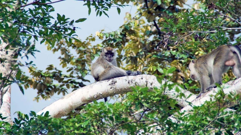 Kinabatangan River Trip from Sandakan with Lunch Included - The guide can shape the whole experience