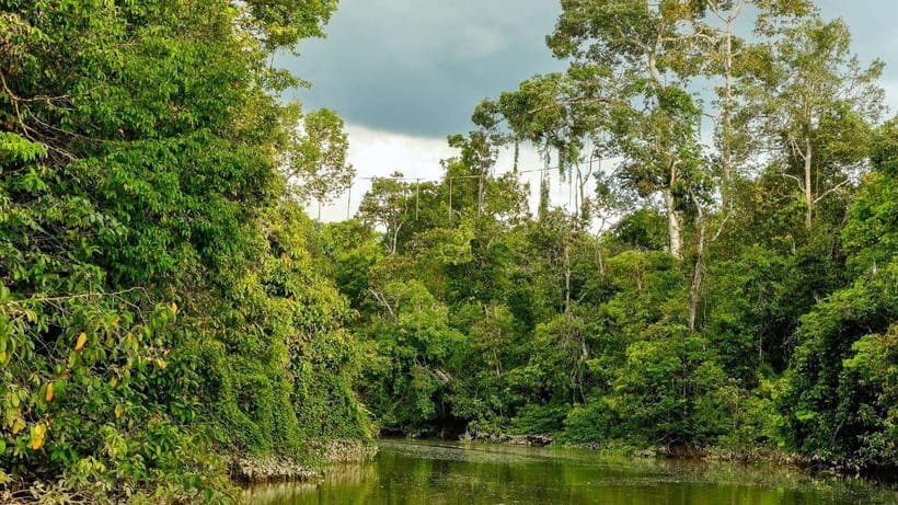 Kinabatangan River Trip from Sandakan with Lunch Included - Should you book this Kinabatangan day trip?