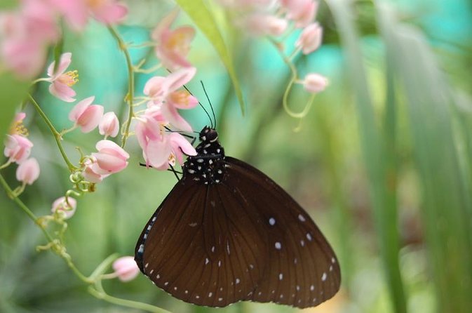 KL Butterfly Park Admission with Kuala Lumpur Famous Landmarks - What this Kuala Lumpur outing really offers