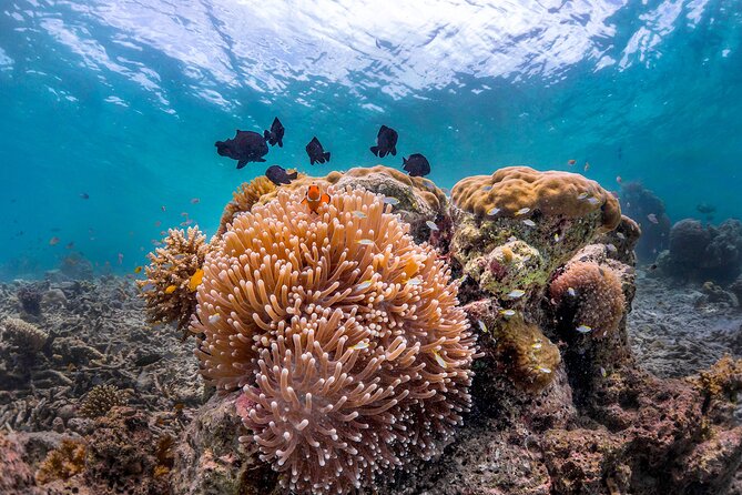 Kota Kinabalu Leisure Scuba Diving Trip (3 Dives) - What each part of the day feels like